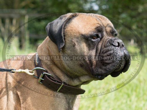 Name Plate Dog Collar for Bullmastiff - £27.30