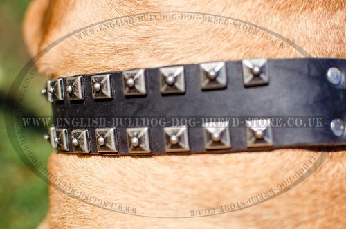 Bullmastiff Dog Collars UK