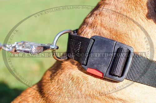 Bullmastiff Dog Collars UK