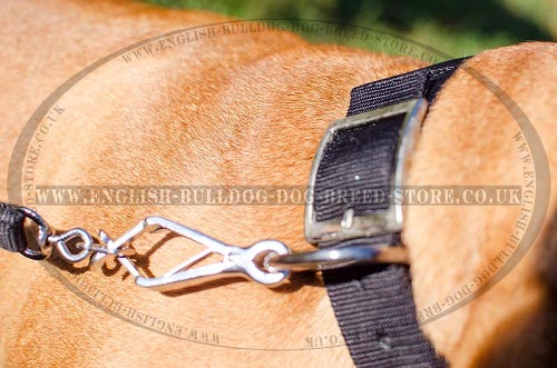 Bullmastiff Dog Collars UK