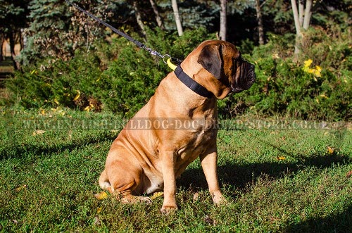 Bullmastiff Dog Collars UK