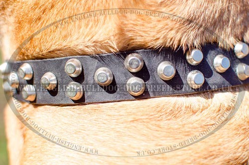 Bullmastiff Dog Collars UK