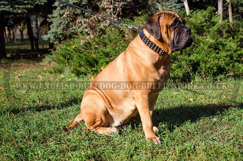 Bullmastiff Leather Collars