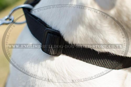 Collar for American Bulldog