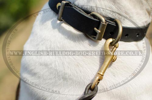 Collar for American Bulldog