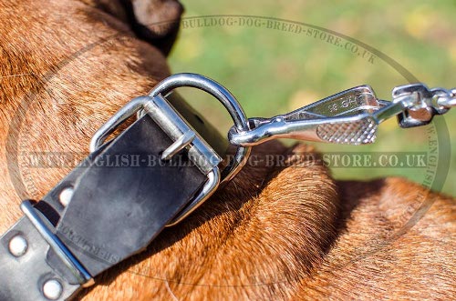 Collar for Bullmastiff