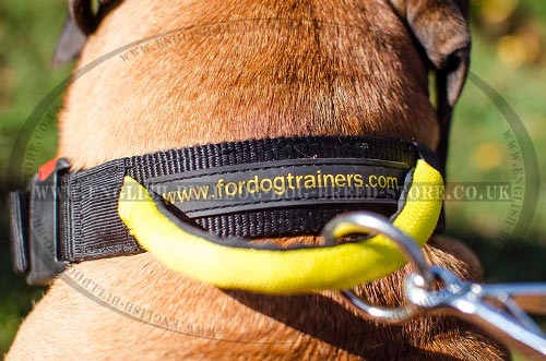 Collar for Bullmastiff