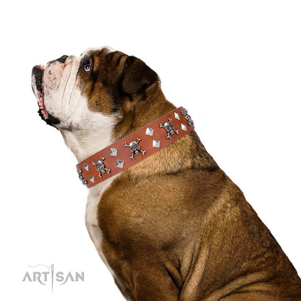 Collar for English Bulldogs