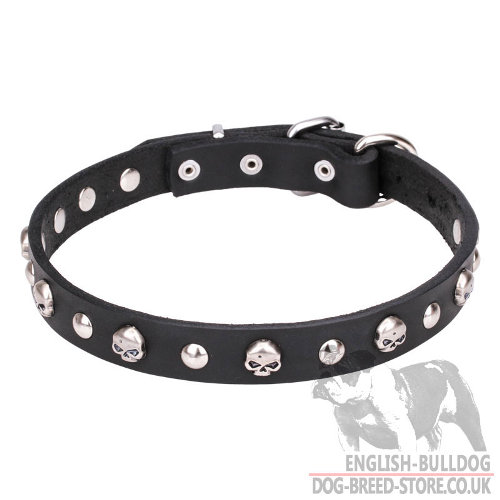 Cool English Bulldog Collar