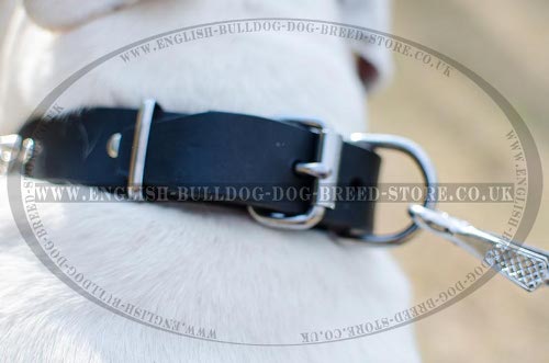 Dog Collar for American Bulldog
