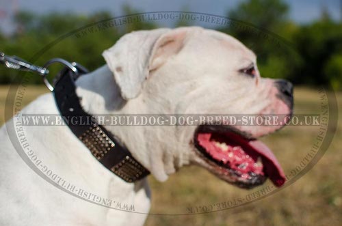 Dog Collar for American Bulldog