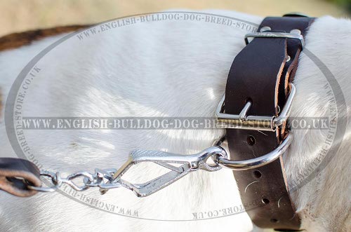 Dog Collar for American Bulldog