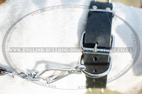 Dog Collar for American Bulldog