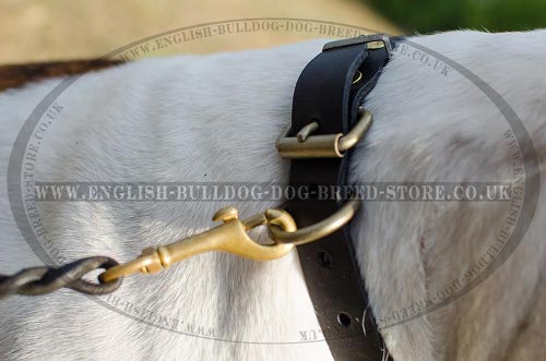 Dog Collar for American Bulldog