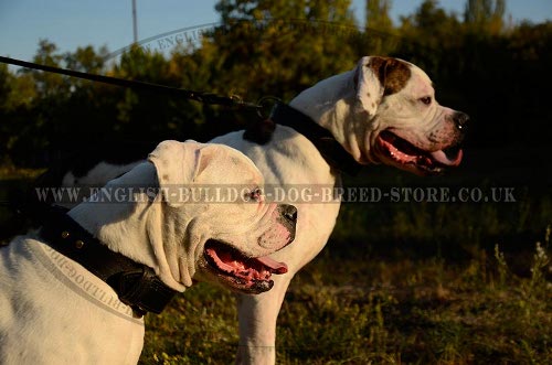 Dog Collar for American Bulldog