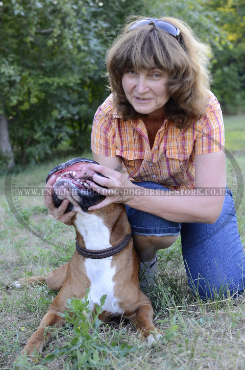 Dog Collar for Boxer