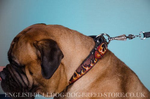 Dog Collar for Bullmastiff UK with Flames