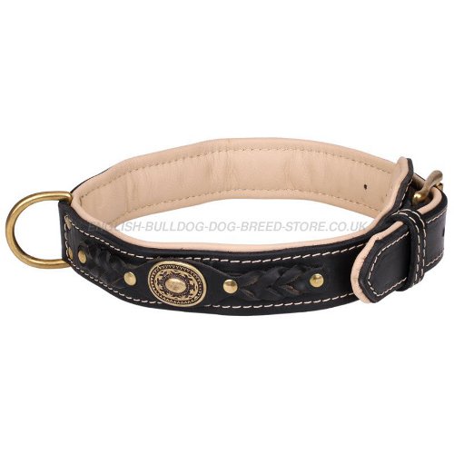 Dog Collar for English Bulldog