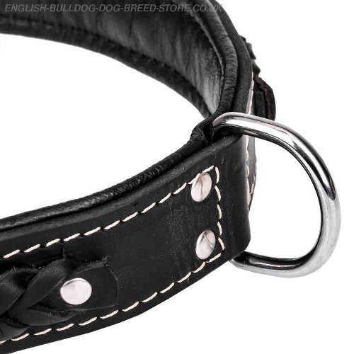 Dog Collars for British Bulldog