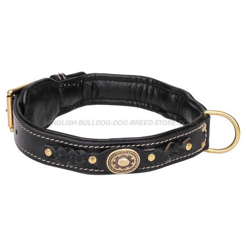 Dog Collars for British Bulldog