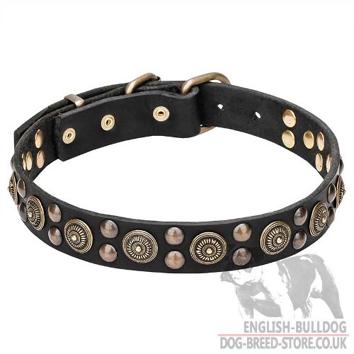 English Bulldog Collar