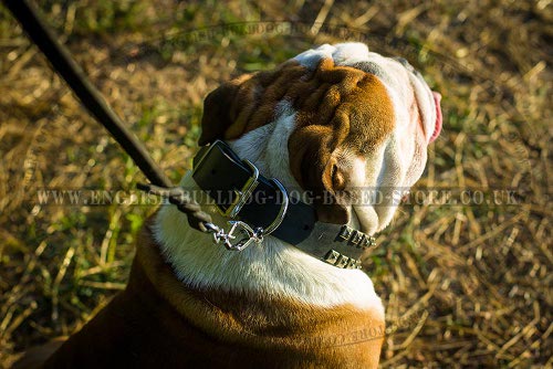 English Bulldog Collar Caterpillar