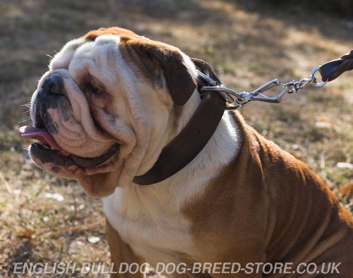 English Bulldog Collar