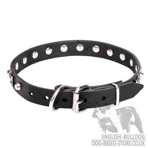 English Bulldog Collar for Sale