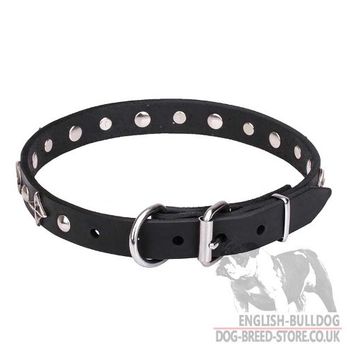 English Bulldog Collar for Sale