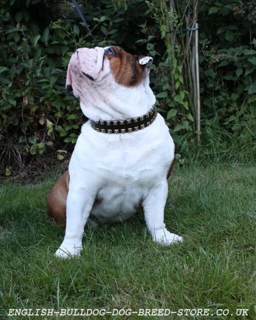 English Bulldog Collar UK