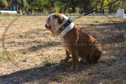 English Bulldog Collar for Sale