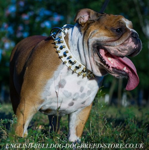 English Bulldog Collar