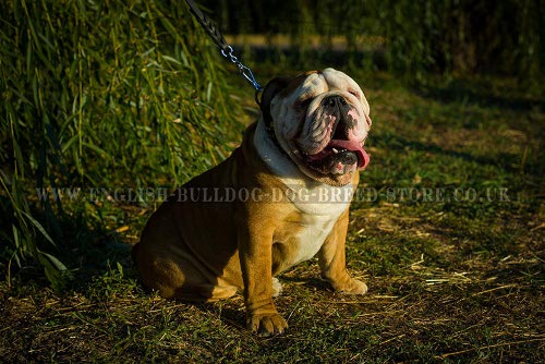 Dog Collar for English Bulldog