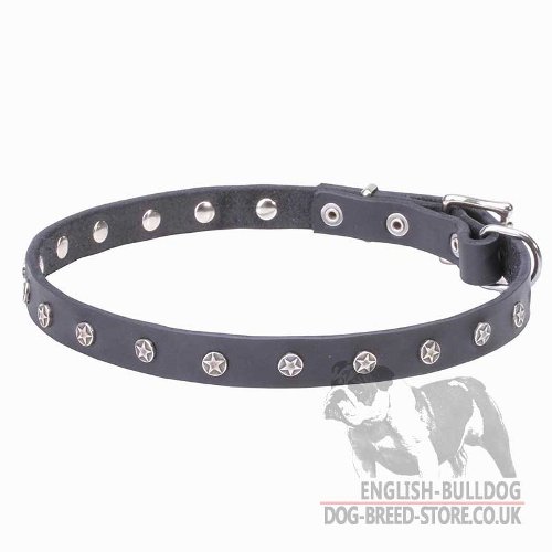 English Bulldog Collar UK