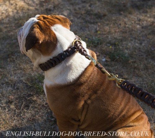 English Bulldog Collar UK