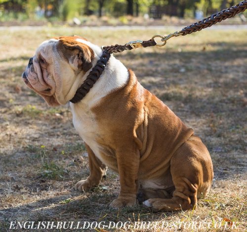 English Bulldog Collar