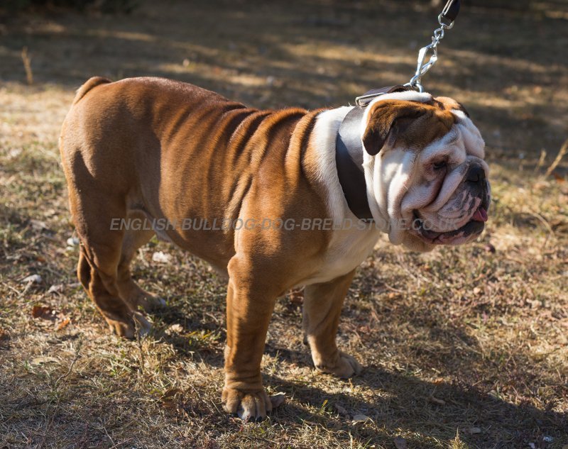 English Bulldog Collar Extra Wide - £26.60