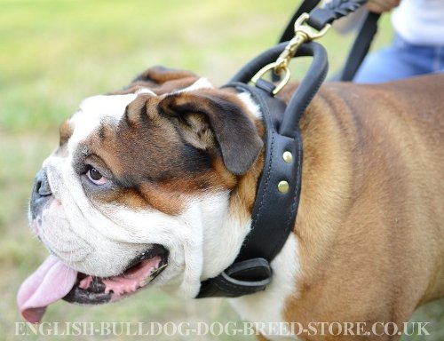 English Bulldog Collar UK