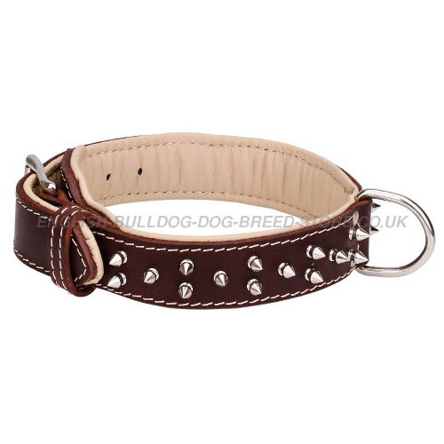 English Bulldog Collars UK