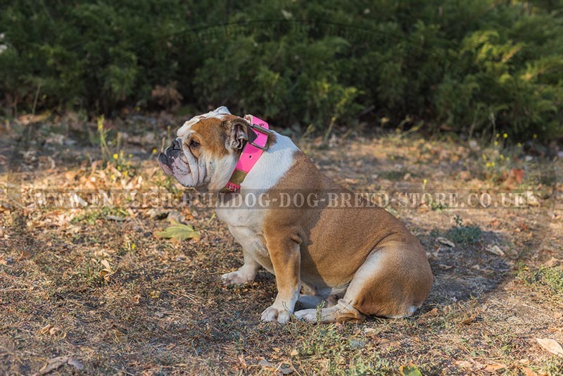Female English Bulldog Collar in Pink Leather - £88.20 Female English Bulldog Collar in Pink Leather - £88.20