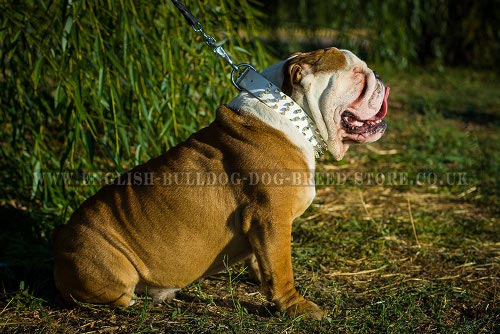 Bulldog Collar and Leash UK