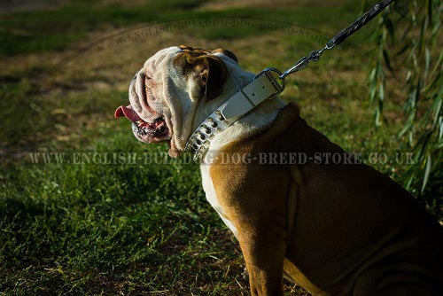 English Bulldog Collar UK