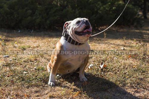 Wide Spiked Dog Collar for English Bulldog UK