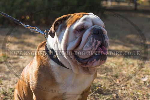 English Bulldog Collar UK