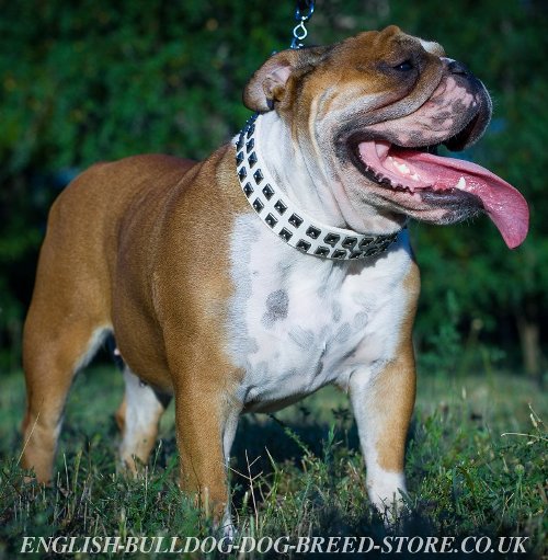 English Bulldog Nutritional Needs