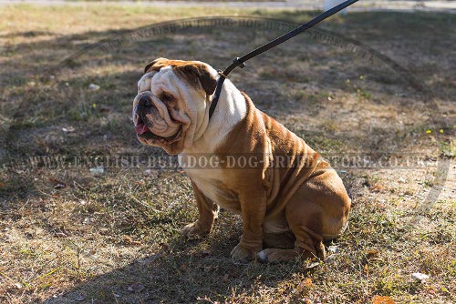 English Bulldog Collars and Leashes