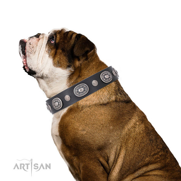 English Bulldog Collars for Sale