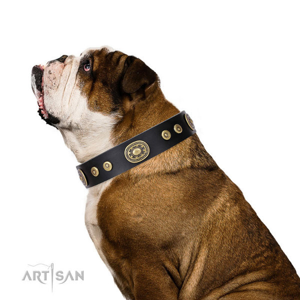 English Bulldog Collars for Sale