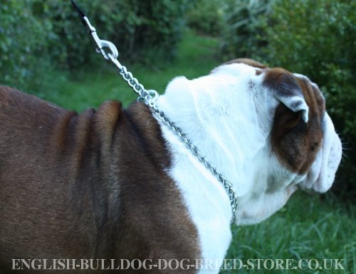 English Bulldog Collars for Sale