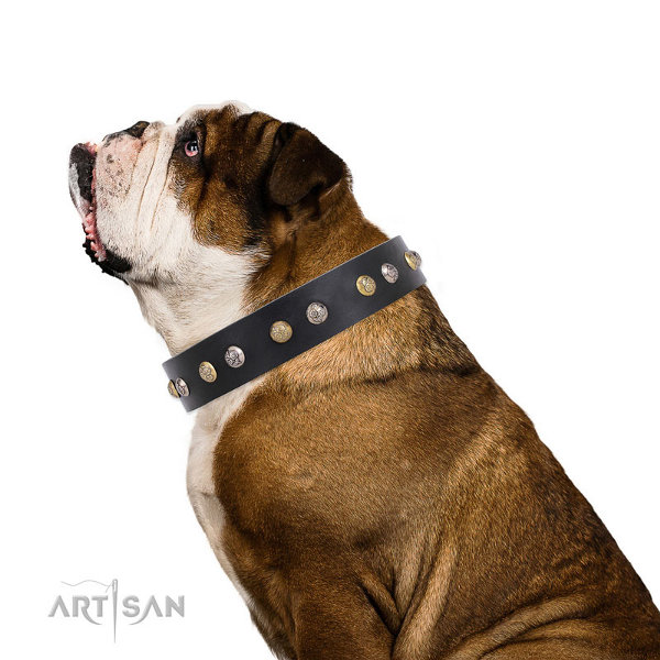 English Bulldog Collars for Sale